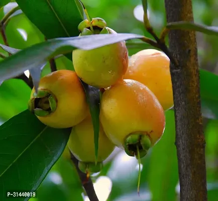 Natural Jamun Plant-thumb0