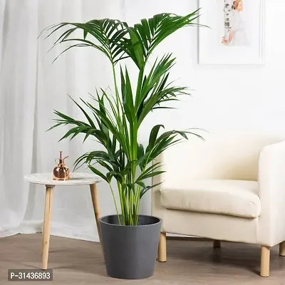 Natural China Palm Plant-thumb0