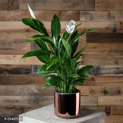 Natural Peace Lily Plant-thumb0