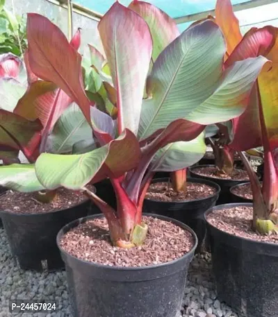 Natural Banana Plant