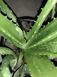 Natural Aloe Vera Plant-thumb2