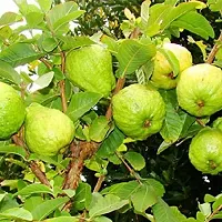 Natural Guava Plant-thumb2