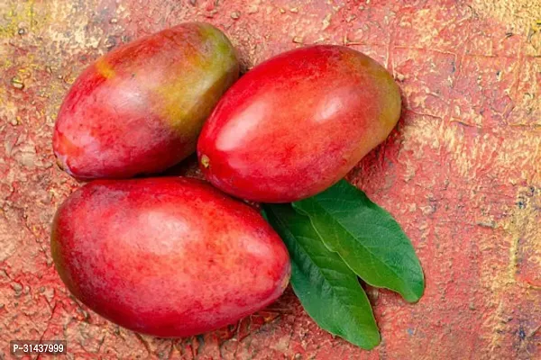 Natural Mango Plant