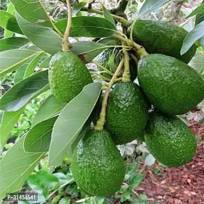 Natural Avocado Plant-thumb2