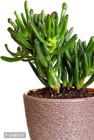 Natural Jade Plant