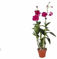 Natural Orchid Plant-thumb1