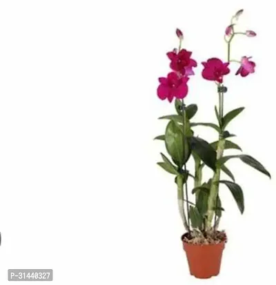 Natural Orchid Plant-thumb2