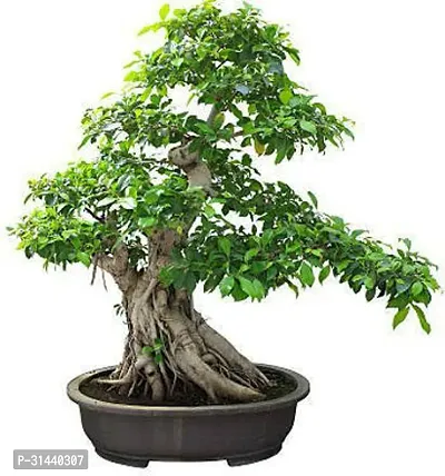 Natural Ficus Bonsai Plant