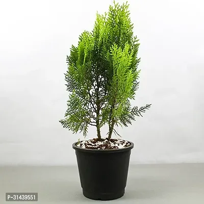 Natural Platycladus/Morpankhi Plant-thumb0