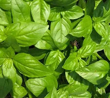 Natural Tulsi Plant-thumb3