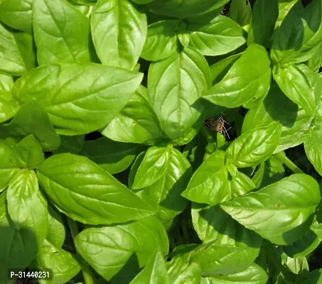 Natural Tulsi Plant-thumb4