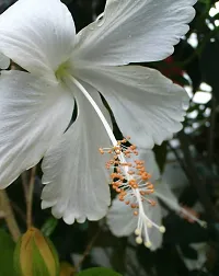 Natural Hibiscus Plant-thumb2