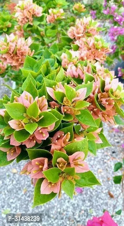 Natural Bougainvillea Plant-thumb0