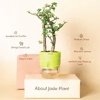 Natural Jade Plant-thumb1