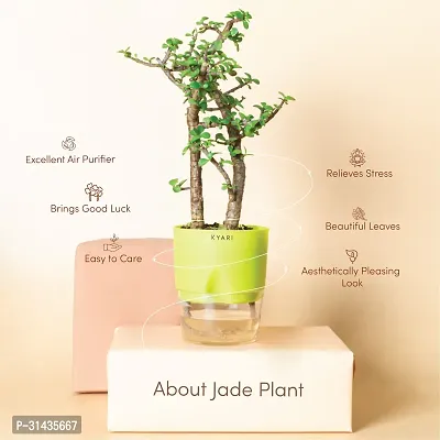 Natural Jade Plant-thumb2