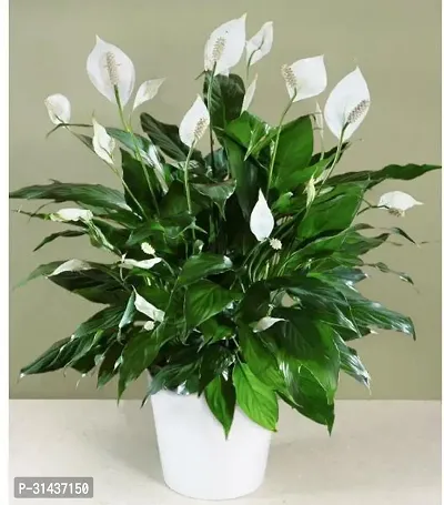 Natural Peace Lily Plant-thumb0