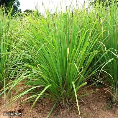 Natural Lemon Grass Plant