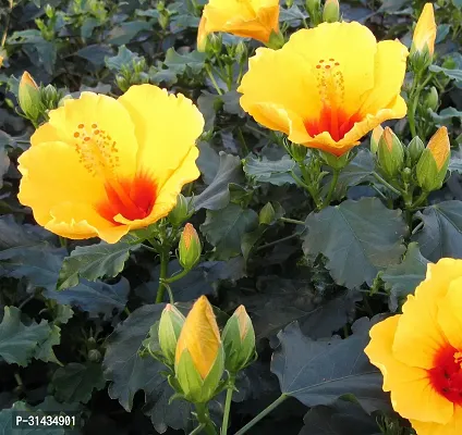 Natural Hibiscus Plant