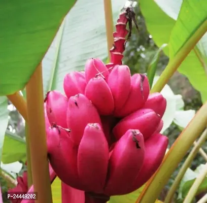 Natural Banana Plant-thumb0