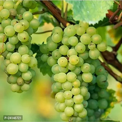 Grapes Plant-thumb3