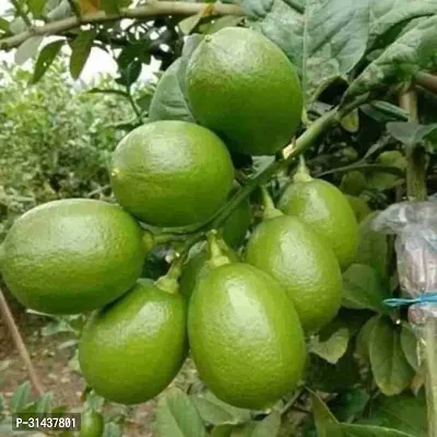 Natural Lemon Plant-thumb0