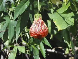 Natural Hibiscus Plant-thumb3