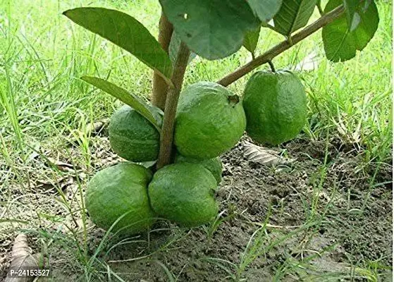 Guava Plant-thumb0