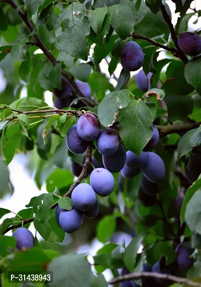 Natural Aloo Bukhara/Plum Plant-thumb0