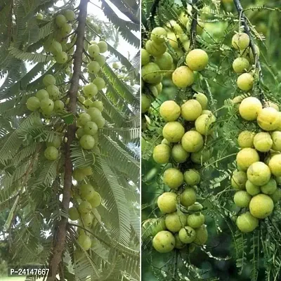 Amla Plant