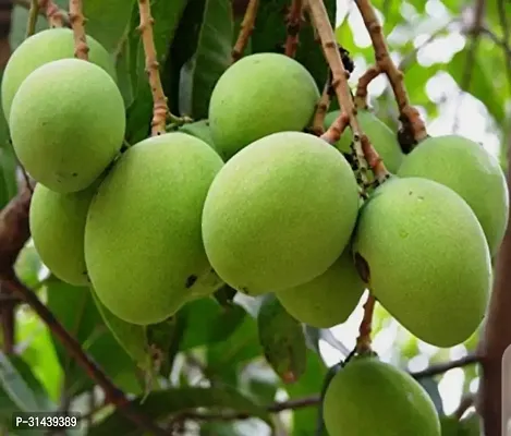 Natural Mango Plant-thumb0