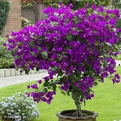 Natural Bougainvillea Plant