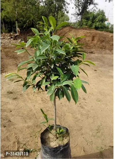 Natural Jamun Plant