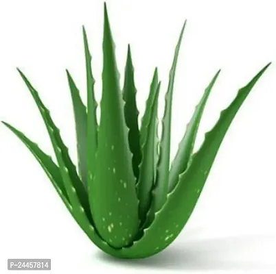 Natural Aloe Vera Plant