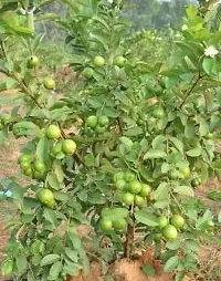 Guava Plant-thumb1