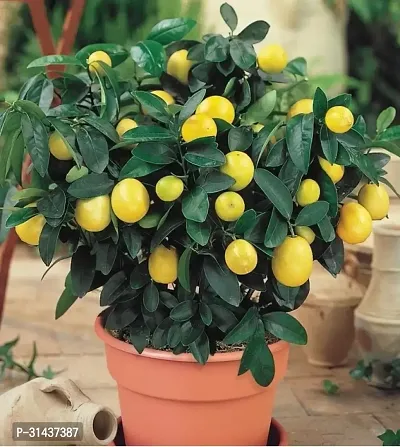 Natural Sweet Lemon Plant-thumb3