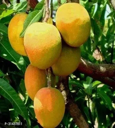 Natural Mango Plant