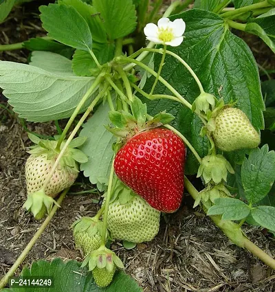 Strawberry Plant