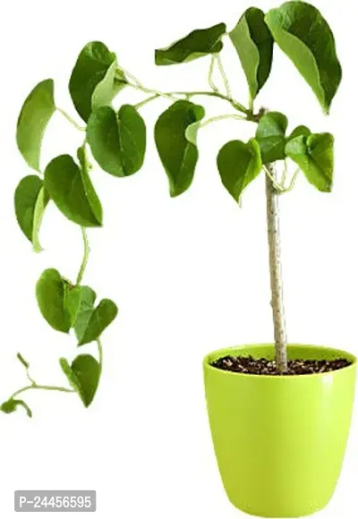 Natural Giloy Plant-thumb0