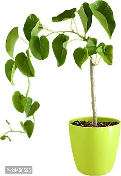 Natural Giloy Plant