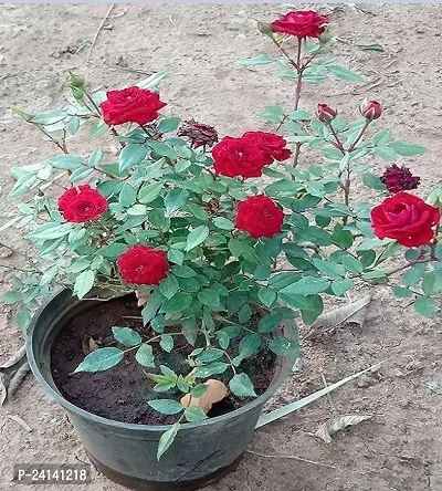 Rose Plant