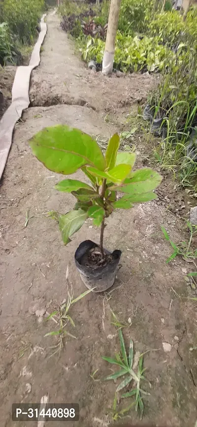 Natural Almond Plant-thumb2