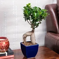 Natural Ficus Plant-thumb1