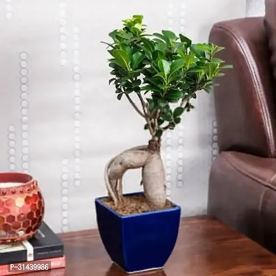 Natural Ficus Plant-thumb2