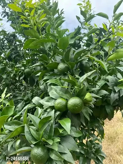 Lemon Plant