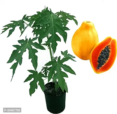 Natural Papaya Plant