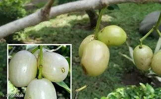 Natural Jamun Plant-thumb2