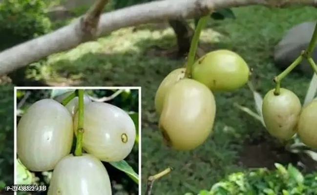 Natural Jamun Plant-thumb3