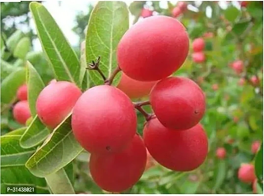 Natural Cherry Fruit Plant-thumb0