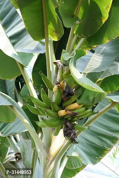 Natural Banana Plant-thumb3