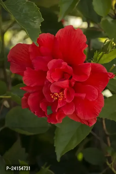 Hibiscus Plant